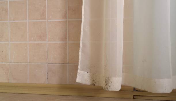 Best Basement Mold Removal  in New Whiteland, IN