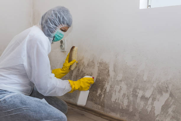 Mold Documentation for Insurance Claims in New Whiteland, IN