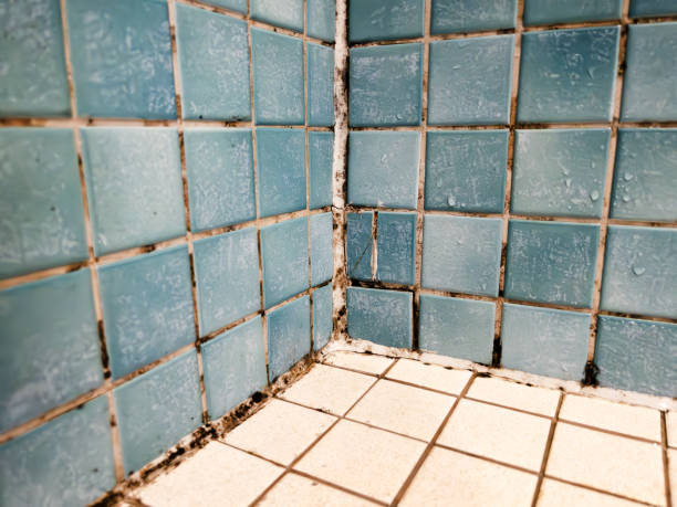 Best Post-Construction Mold Inspection  in New Whiteland, IN
