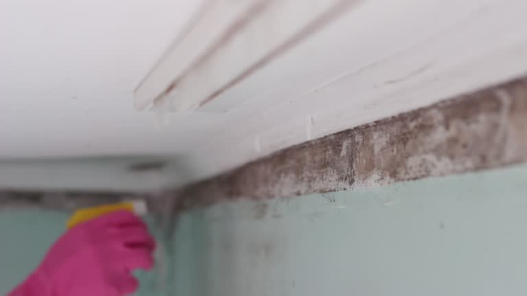 Best Asbestos and Lead Testing During Mold Inspection  in New Whiteland, IN